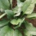 山东菠菜大量上市价格便宜对接商超各种蔬菜批发市场原产地