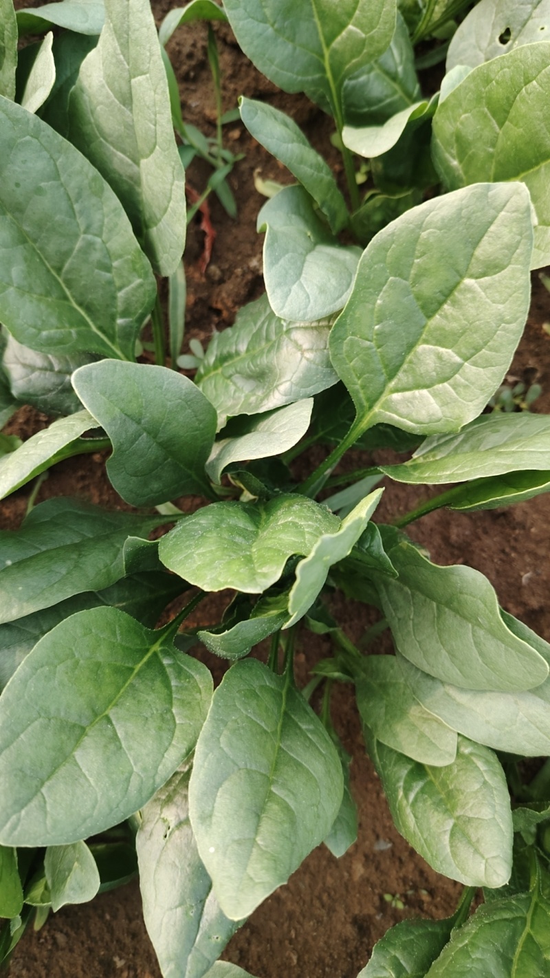 山东菠菜大量上市价格便宜对接商超各种蔬菜批发市场原产地