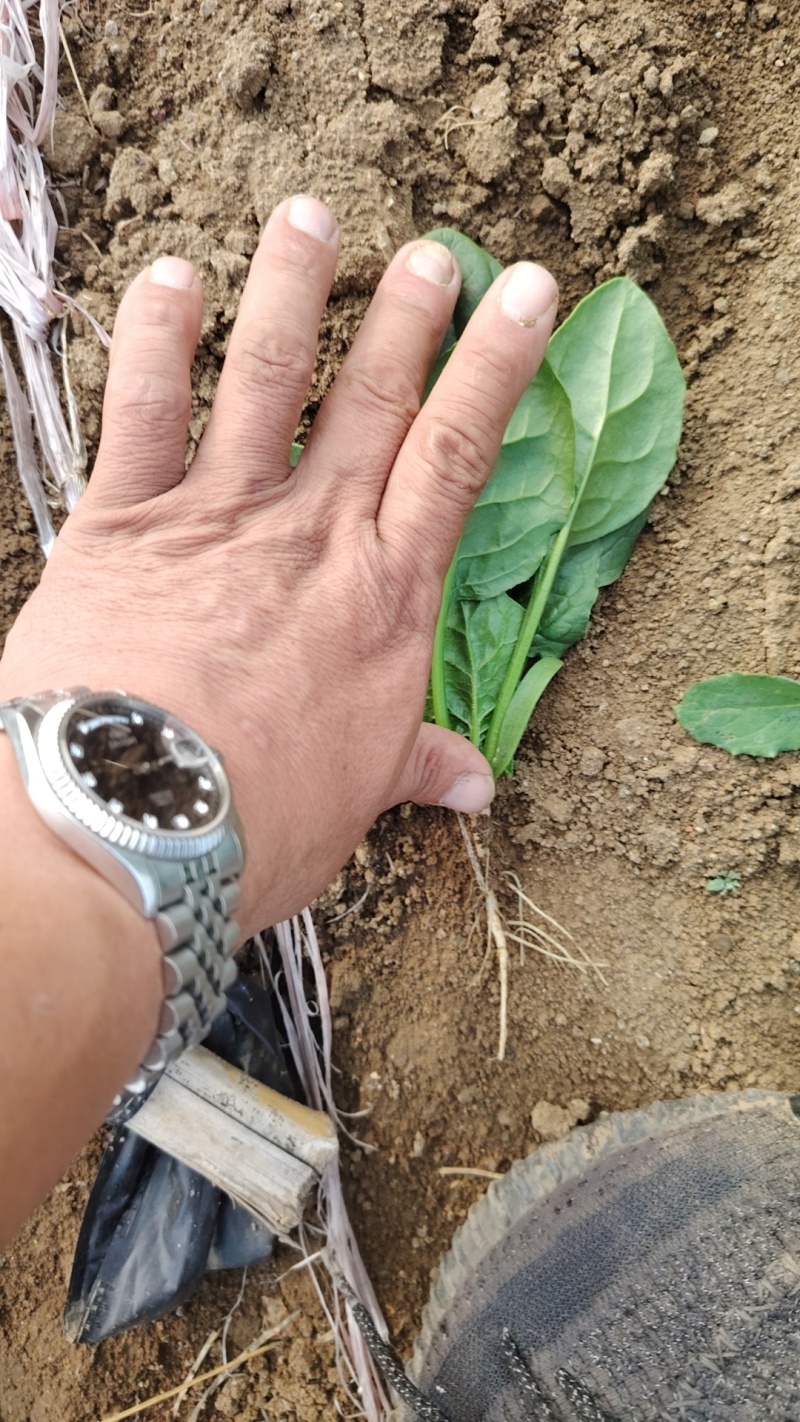 山东菠菜大量上市价格便宜对接商超各种蔬菜批发市场原产地