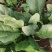 山东菠菜大量上市价格便宜对接商超各种蔬菜批发市场原产地