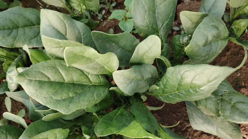 山东菠菜大量上市价格便宜对接商超各种蔬菜批发市场原产地
