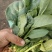 山东菠菜大量上市价格便宜对接商超各种蔬菜批发市场原产地