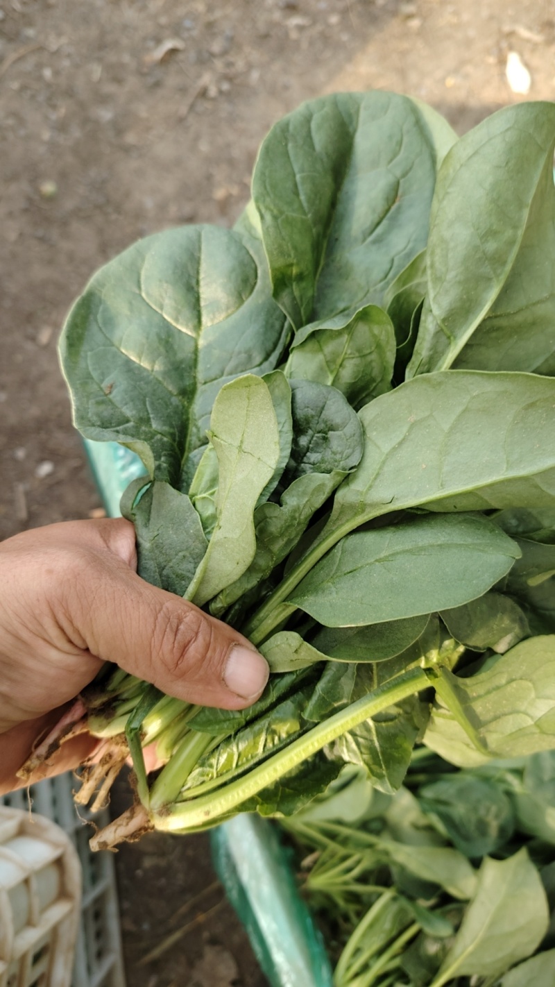 山东菠菜大量上市价格便宜对接商超各种蔬菜批发市场原产地