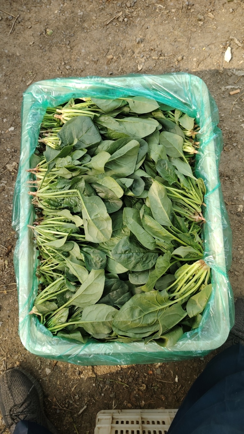 山东菠菜大量上市价格便宜对接商超各种蔬菜批发市场原产地