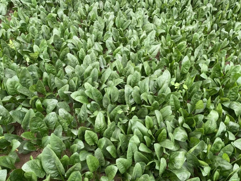 山东菠菜大量上市价格便宜对接商超各种蔬菜批发市场原产地