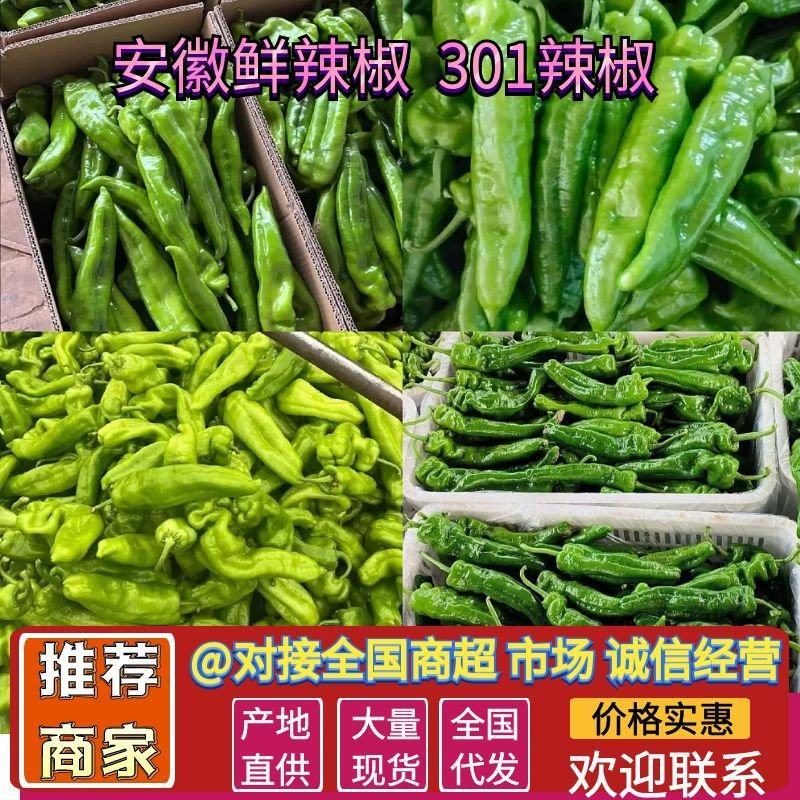 安徽鲜辣椒砀山301辣椒货源充足量大从优全国发货