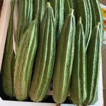 广东徐闻县丝瓜大量有货，价格低质量好