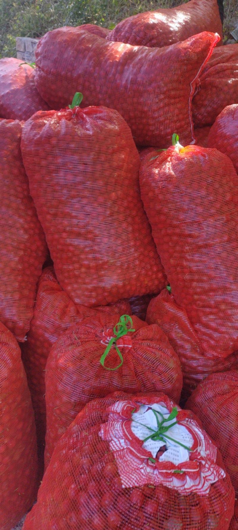 铁山楂大量上巿