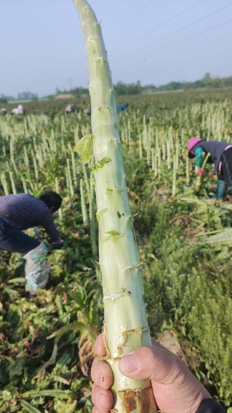 精品红叶莴笋光杆司令，无空心，无开花，无脱节，肉质细腻。