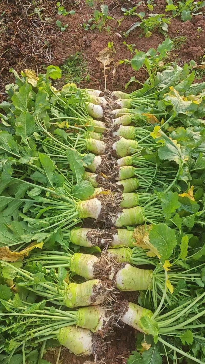 四川精品大头菜圆头无空心