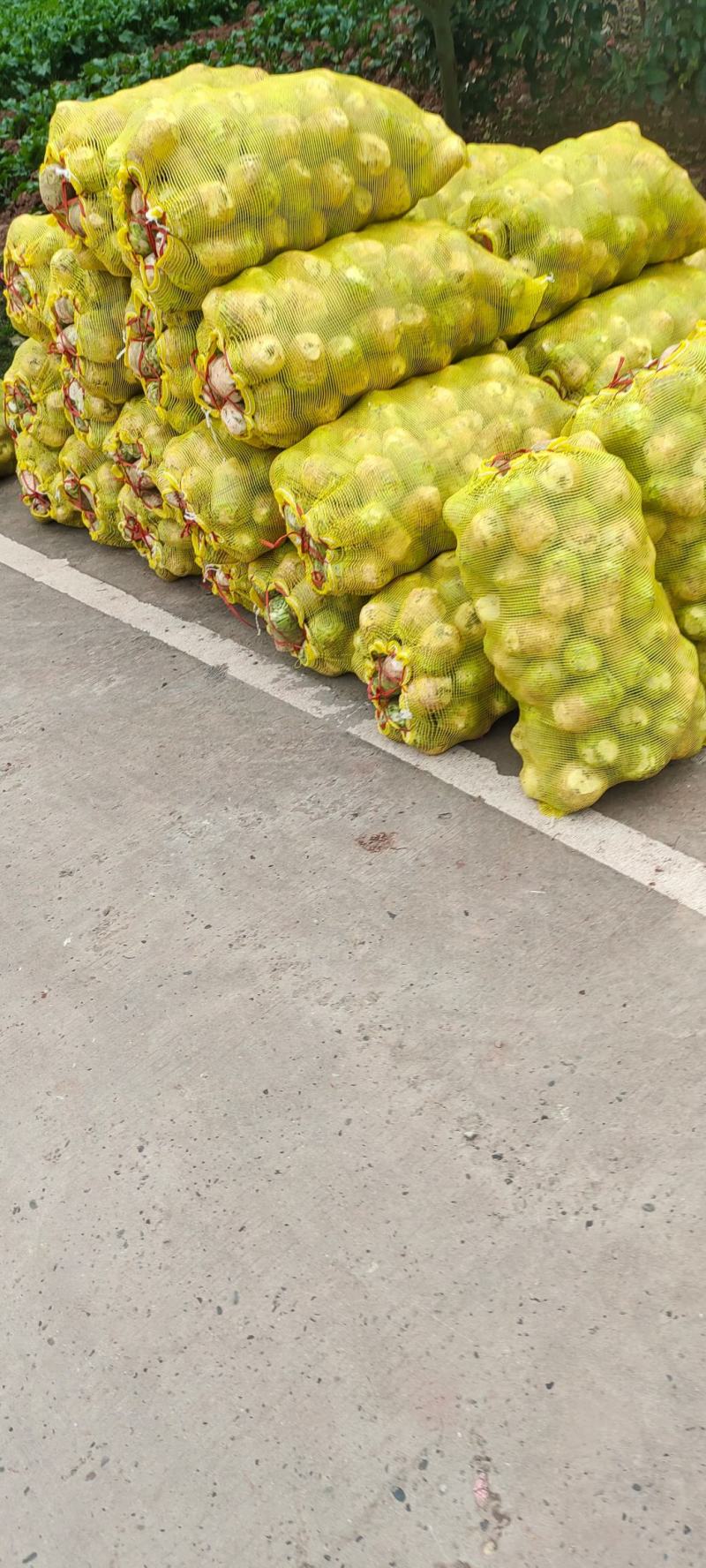 四川精品大头菜圆头无空心