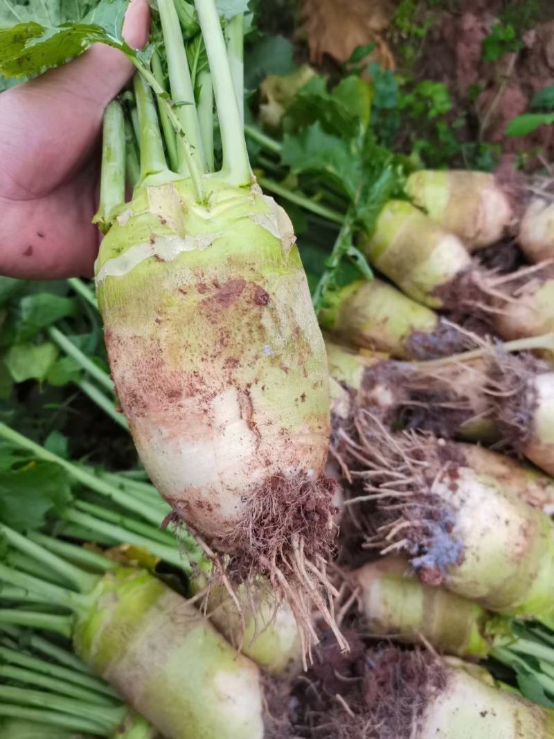 四川精品大头菜圆头无空心