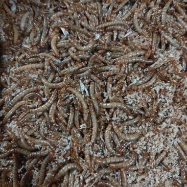黄粉虫面包虫京津冀地区量大管送，鲜虫干虫