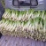 四川精品棒菜棒棒青菜青棒常年大量供应商超市场