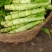 四川精品棒菜棒棒青菜青棒常年大量供应商超市场