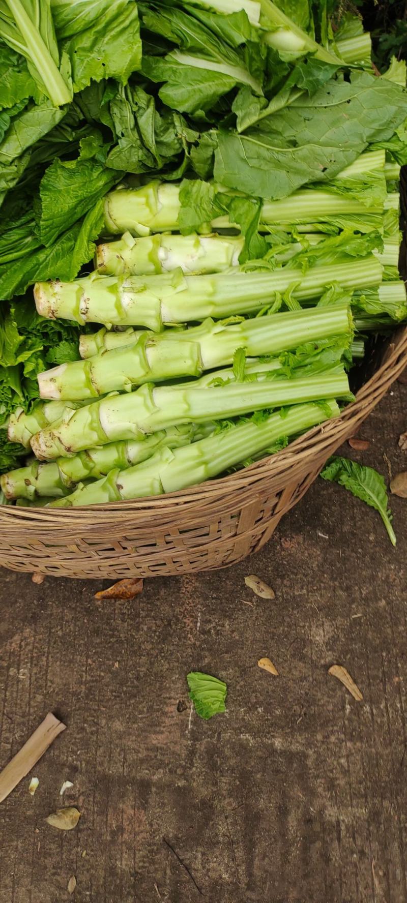 四川精品棒菜棒棒青菜青棒常年大量供应商超市场