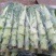 四川精品棒菜棒棒青菜青棒常年大量供应商超市场