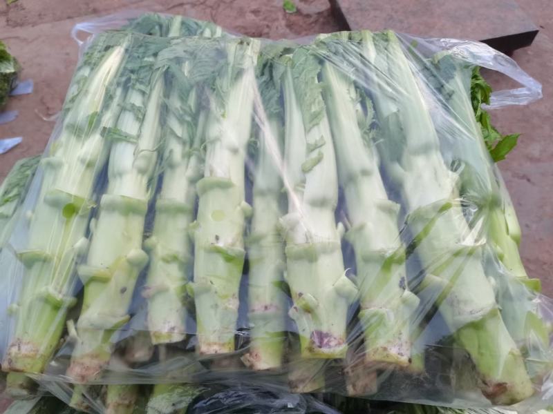 四川精品棒菜棒棒青菜青棒常年大量供应商超市场