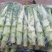 四川精品棒菜棒棒青菜青棒常年大量供应商超市场