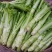四川精品棒菜棒棒青菜青棒常年大量供应商超市场