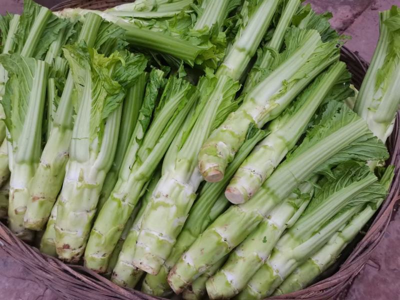 四川精品棒菜棒棒青菜青棒常年大量供应商超市场