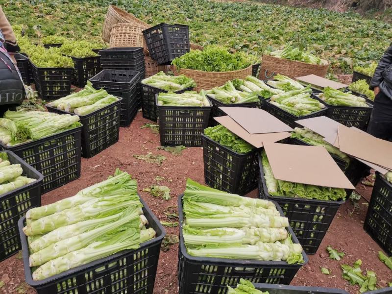 四川精品棒菜棒棒青菜青棒常年大量供应商超市场