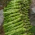 四川精品棒菜棒棒青菜青棒常年大量供应商超市场