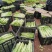 四川精品棒菜棒棒青菜青棒常年大量供应商超市场