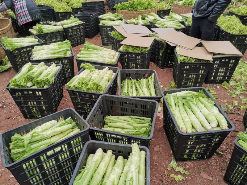 四川精品棒菜棒棒青菜青棒常年大量供应商超市场