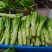 四川精品棒菜棒棒青菜青棒常年大量供应商超市场