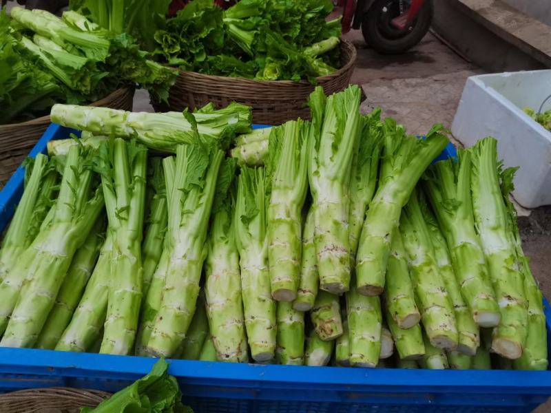 四川精品棒菜棒棒青菜青棒常年大量供应商超市场