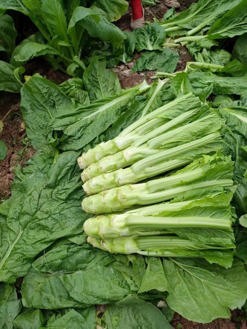 四川精品棒菜棒棒青菜青棒常年大量供应商超市场