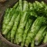 四川精品棒菜棒棒青菜青棒常年大量供应商超市场