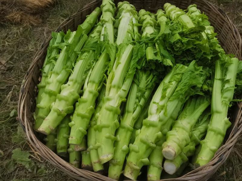 四川精品棒菜棒棒青菜青棒常年大量供应商超市场