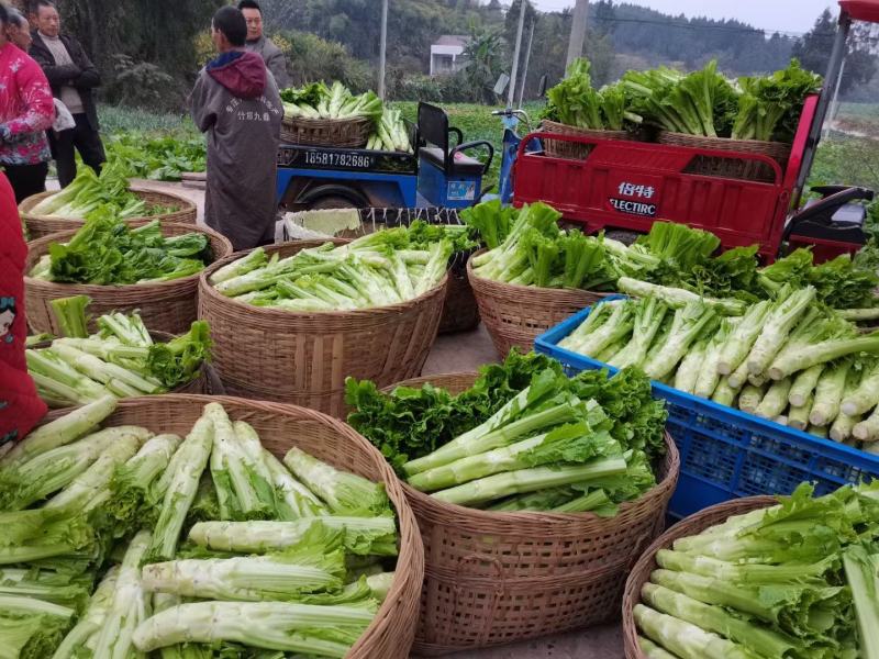 四川精品棒菜棒棒青菜青棒常年大量供应商超市场