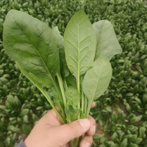 精品菠菜，