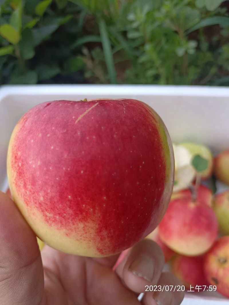早熟，月香苹果苗鲁丽苹果苗包品种纯度，公司签订合同