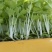 云南精品白芹菜苗批发深受云贵川消者喜欢、全国走货