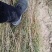 梭梭苗子梭梭树苗防风治沙甘肃梭梭批发基地梭梭苗