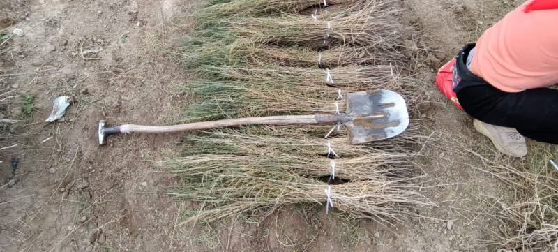 梭梭苗子梭梭树苗防风治沙甘肃梭梭批发基地梭梭苗
