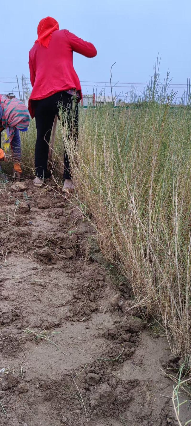 梭梭苗子梭梭树苗防风治沙甘肃梭梭批发基地梭梭苗