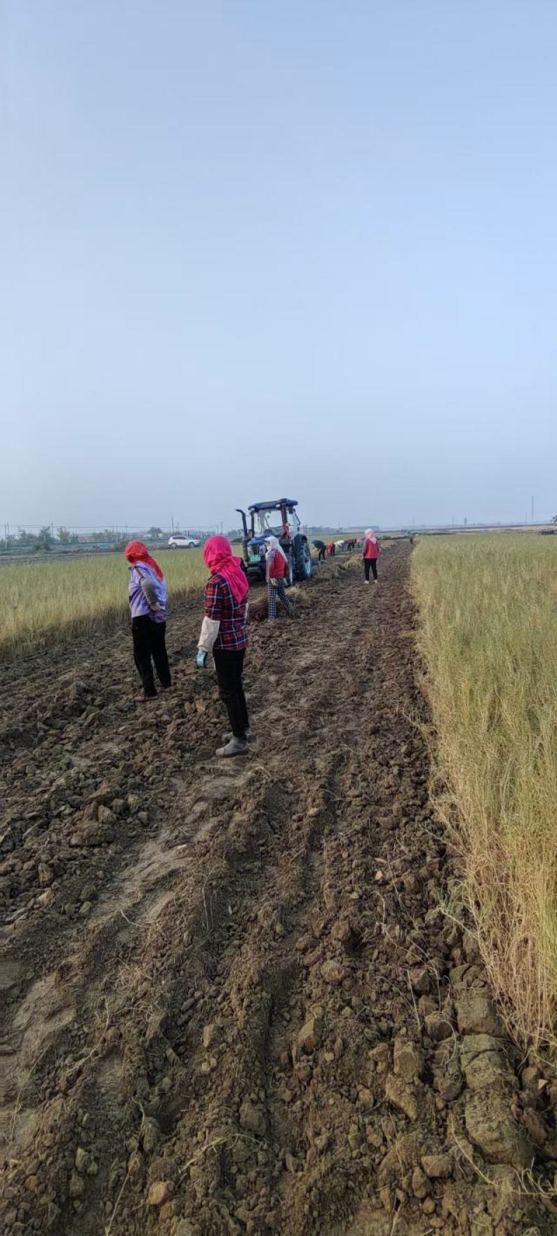 梭梭苗子梭梭树苗防风治沙甘肃梭梭批发基地梭梭苗