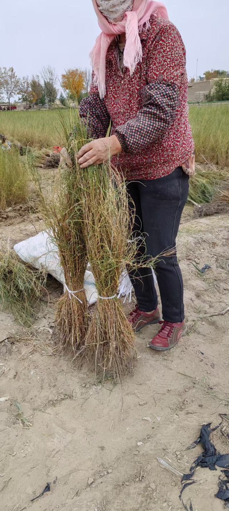 梭梭苗子梭梭树苗防风治沙甘肃梭梭批发基地梭梭苗