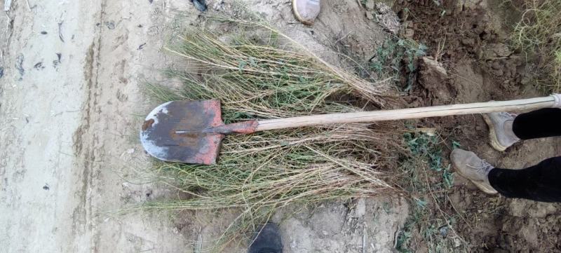 梭梭苗子梭梭树苗防风治沙甘肃梭梭批发基地梭梭苗