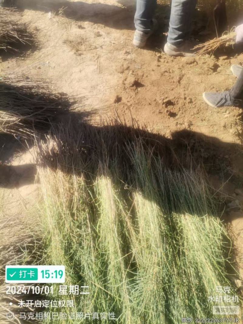 梭梭苗子梭梭树苗防风治沙甘肃梭梭批发基地梭梭苗