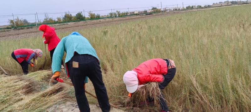 梭梭苗子梭梭树苗防风治沙甘肃梭梭批发基地梭梭苗