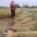 梭梭苗子梭梭树苗防风治沙甘肃梭梭批发基地梭梭苗