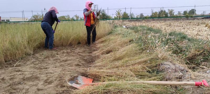 梭梭苗子梭梭树苗防风治沙甘肃梭梭批发基地梭梭苗