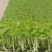 云南精品白芹菜苗批发深受云贵川消者喜欢、全国走货