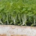 云南精品白芹菜苗批发深受云贵川消者喜欢、全国走货